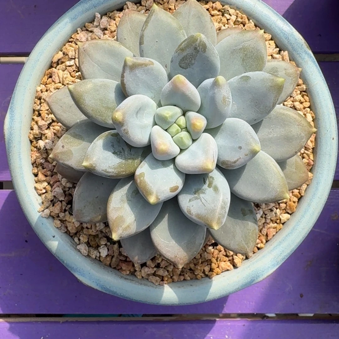 黄胖体 哥特 单头 一物一拍