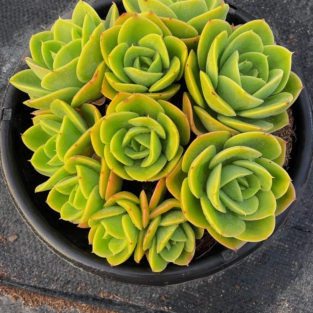 幸***福辛纳塔多肉植物群