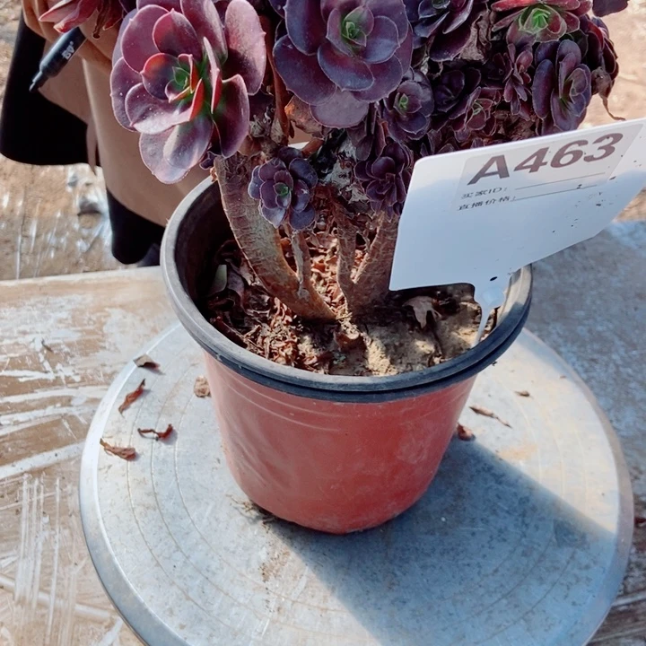 善***子A463欧紫欧紫欧心情周一