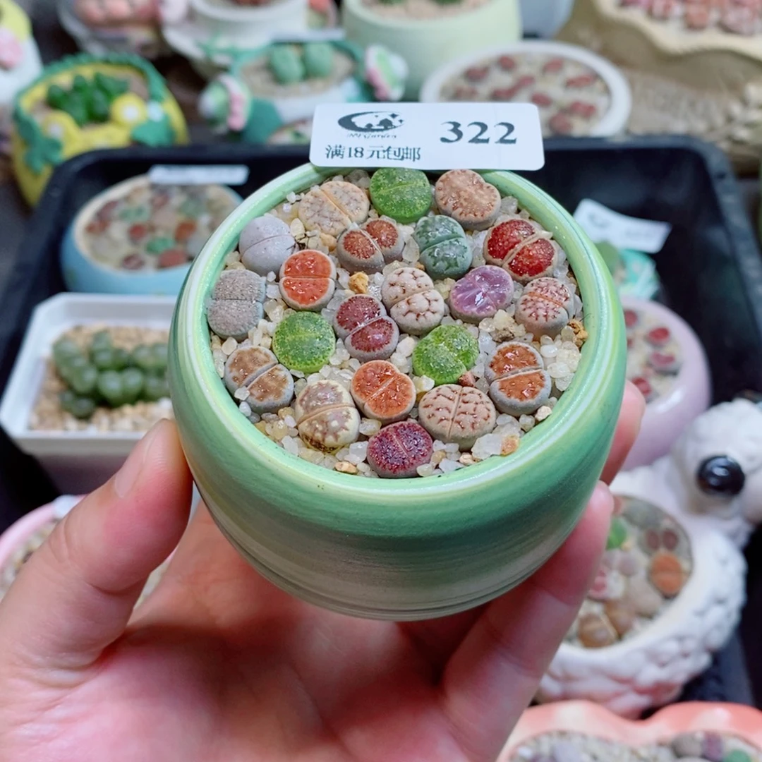 生石花花花花花花322