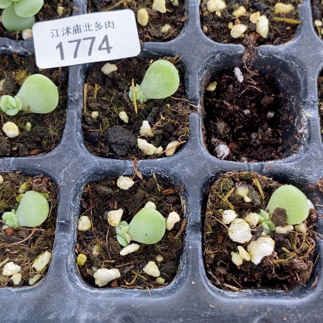 标1774珍妮z127芽苗一个