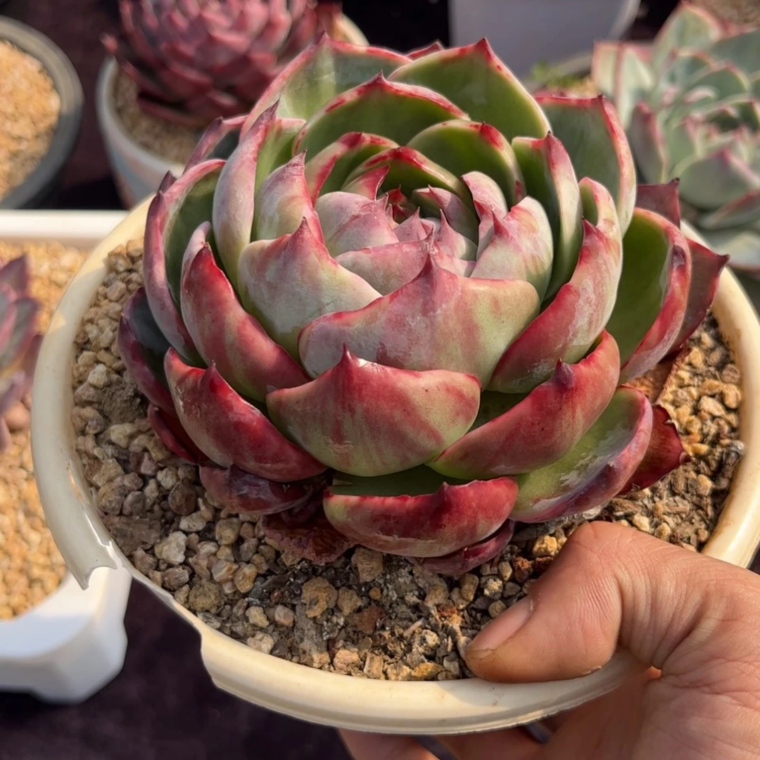 ?****惊鸿仙子 一物一拍