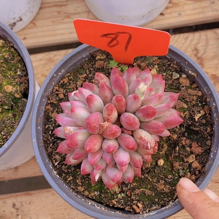 ✨***?我不管就是为了，