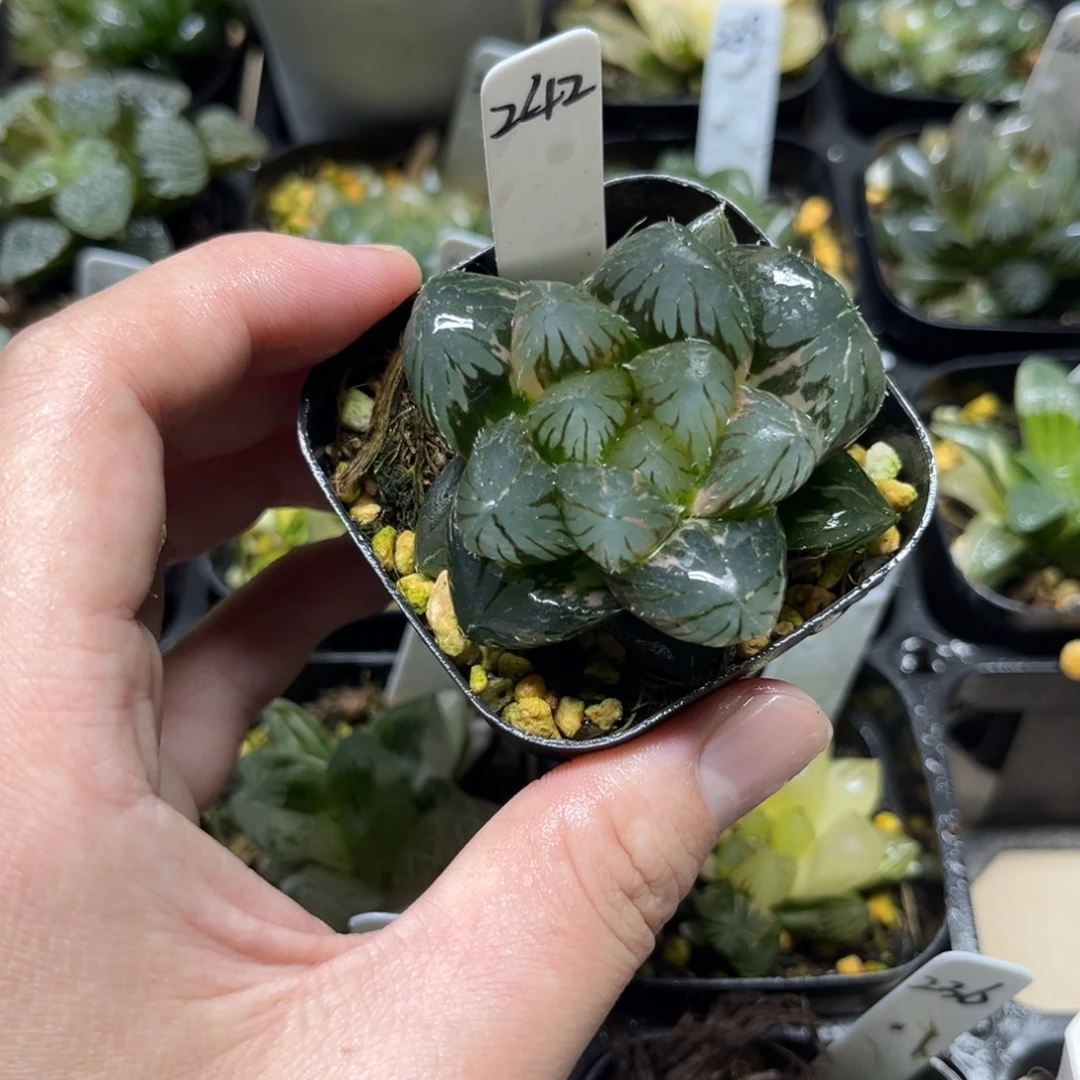 242巨大化龙爪玉露锦一物一拍