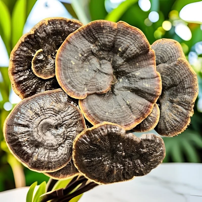 星光靓货金边灵芝苦味小可煲汤煮养生茶