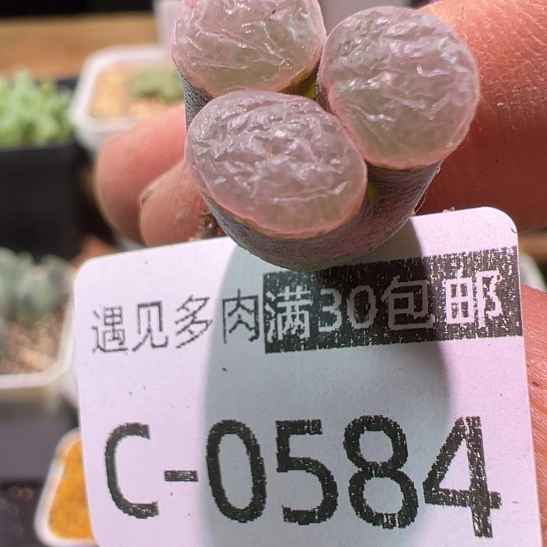 多肉植物111111111111