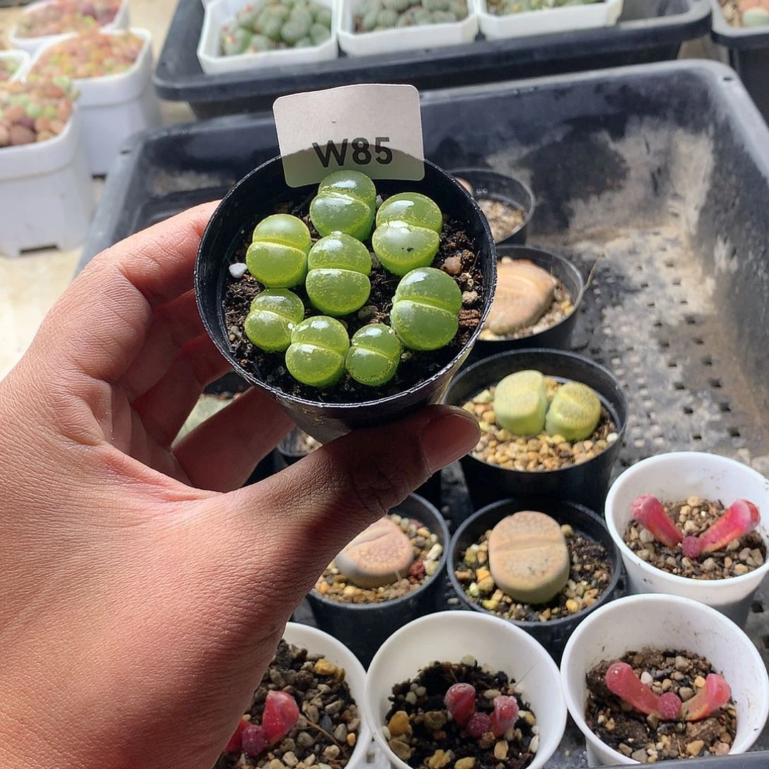 W85多肉植物保护研究所