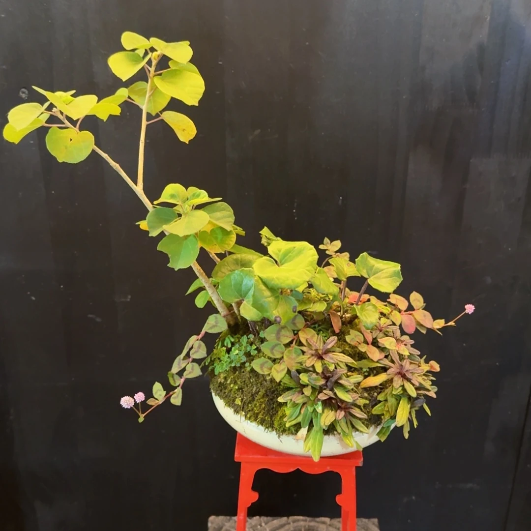 无花朵山野草陶盆