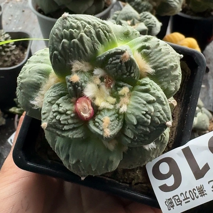 无花朵516白肌炸尤哥怒牡丹