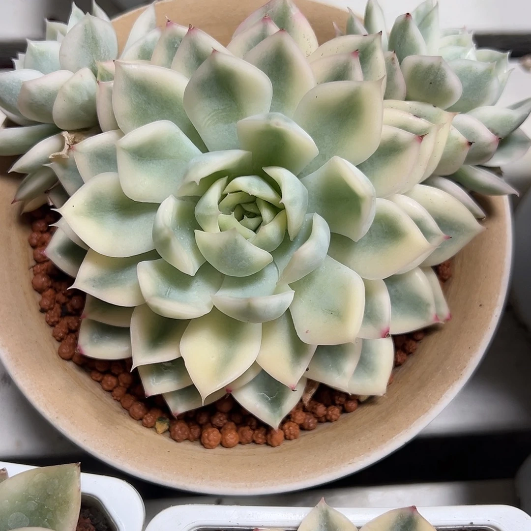 月亮仙子锦带两个侧芽