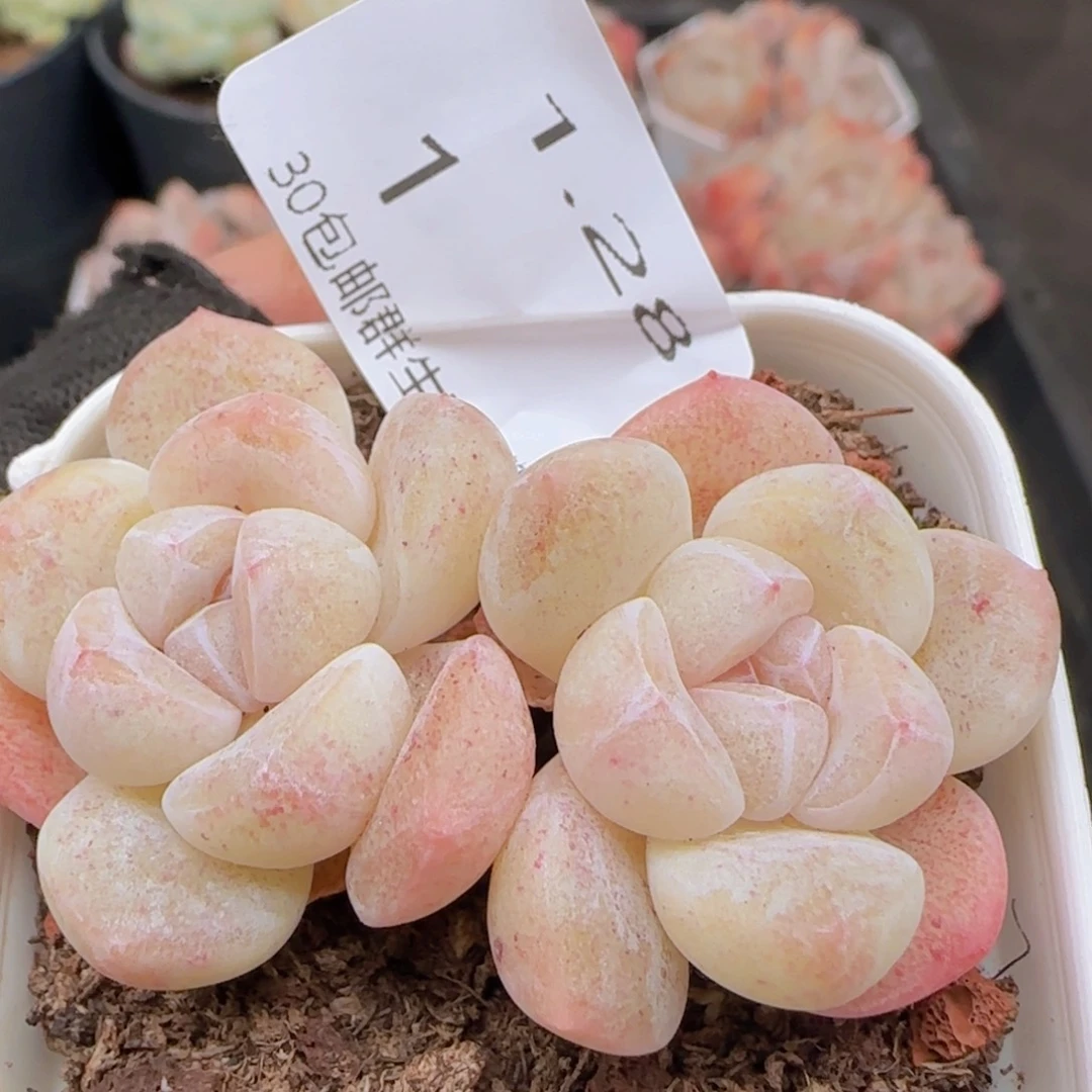 糖心冰玉一颗脱土发货