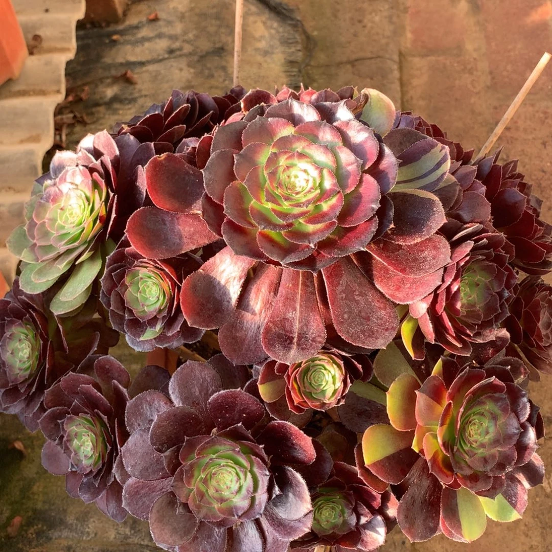 花花公子，不包损的