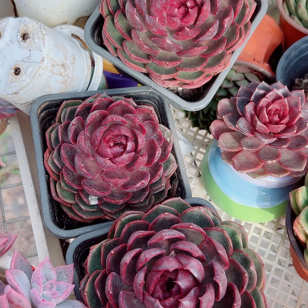 蓝莓溜溜球特大大单头