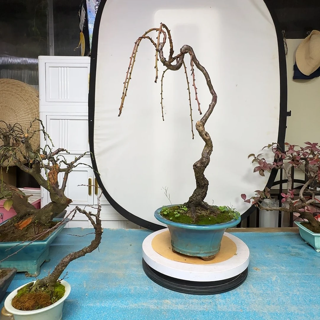 隔***爷无花朵徽州人是真的会说啊