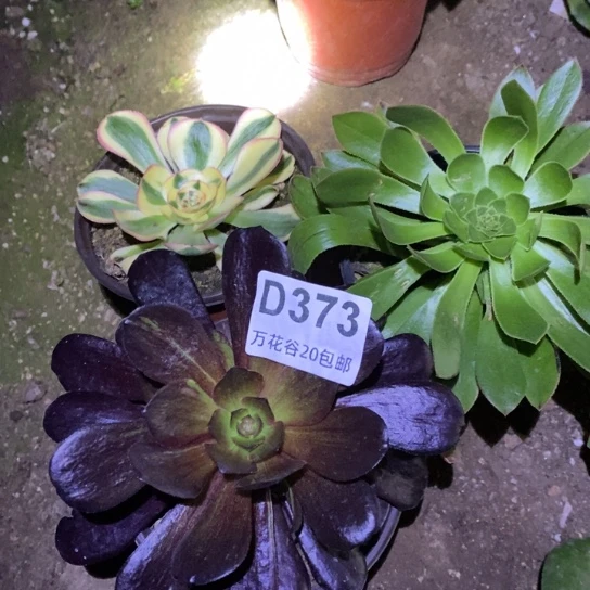 373三棵多肉植物