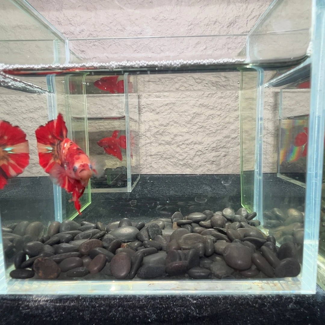 斗鱼阿浩泰斗23日81