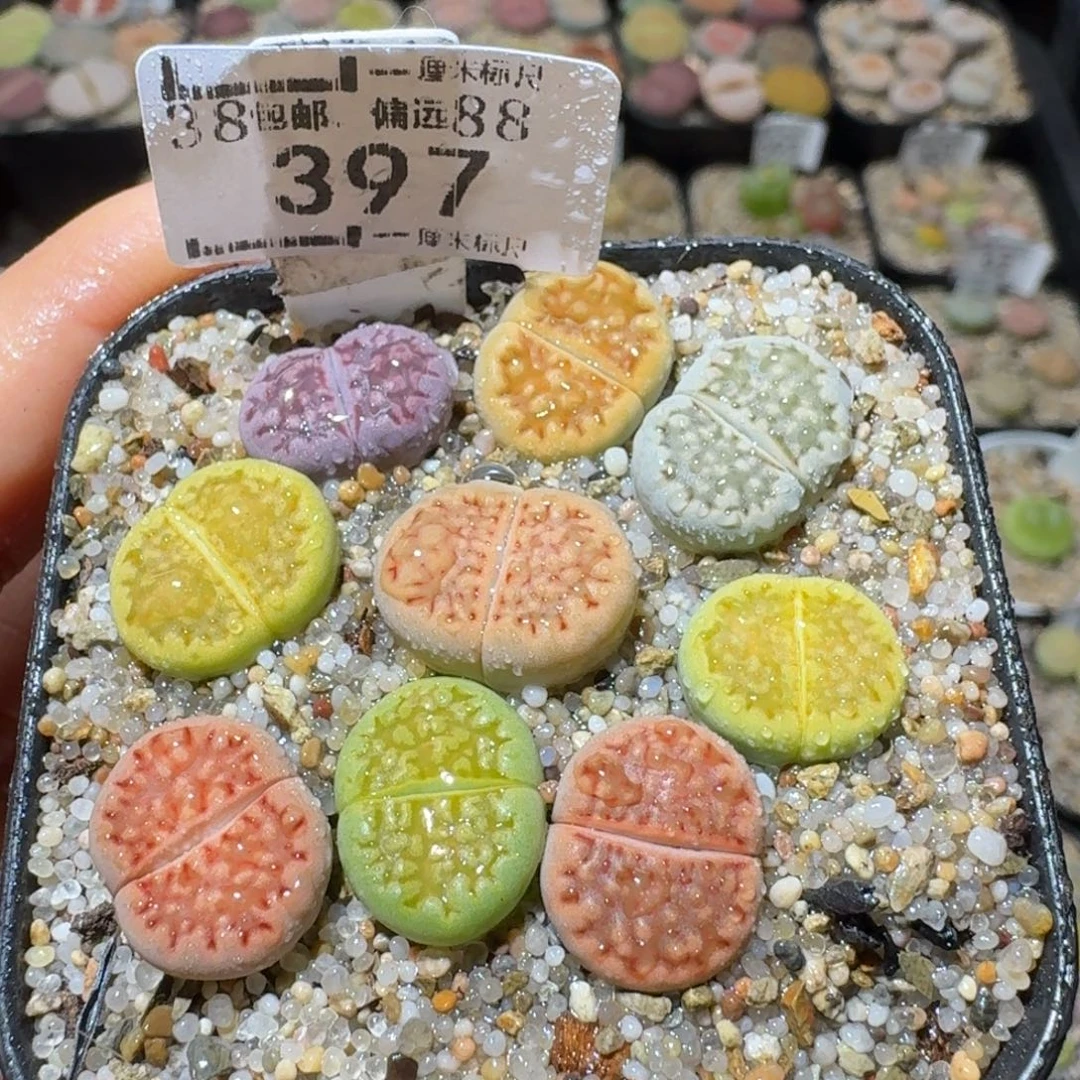 Sss精品清仓特价397