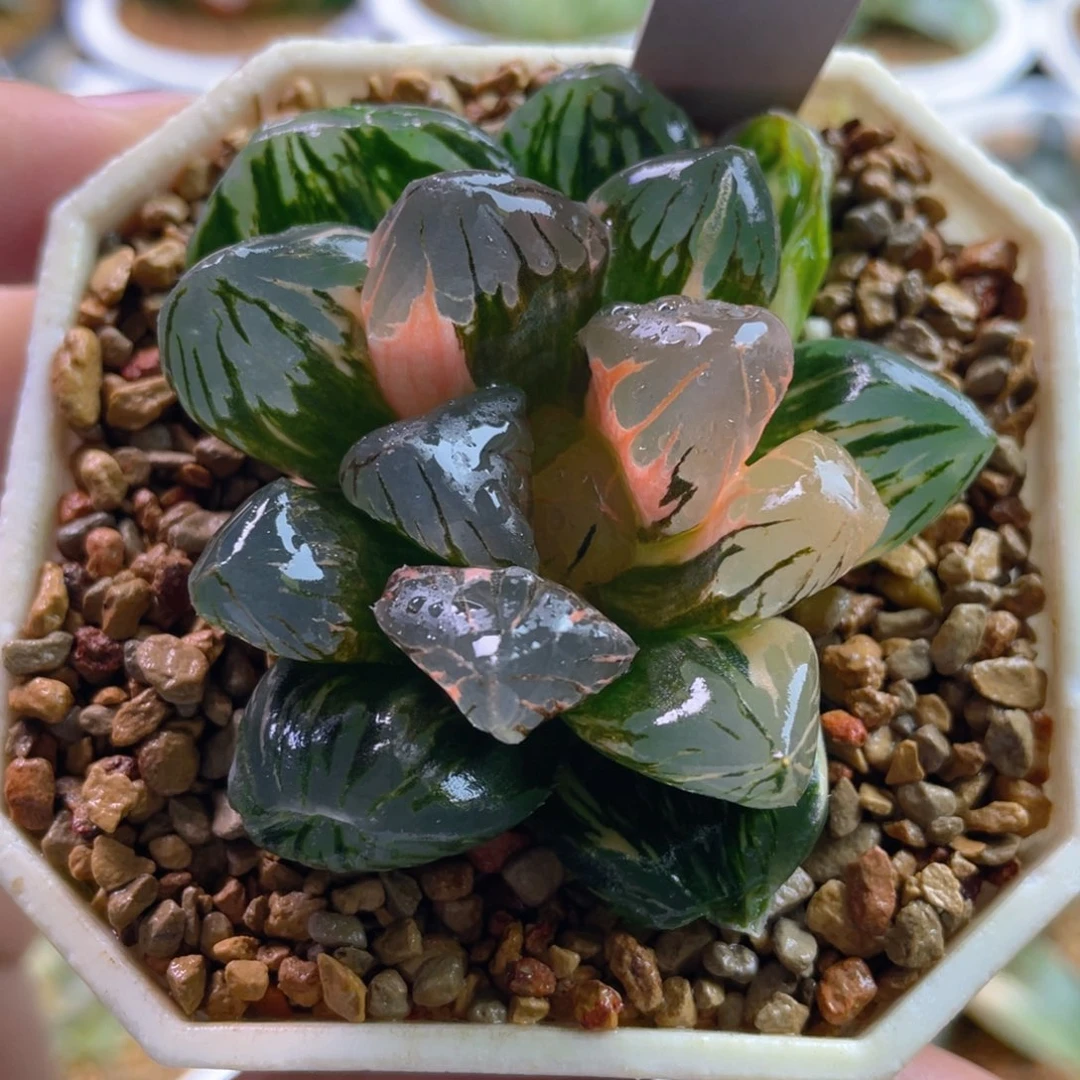 10.十二卷多肉黑水晶玉露锦。