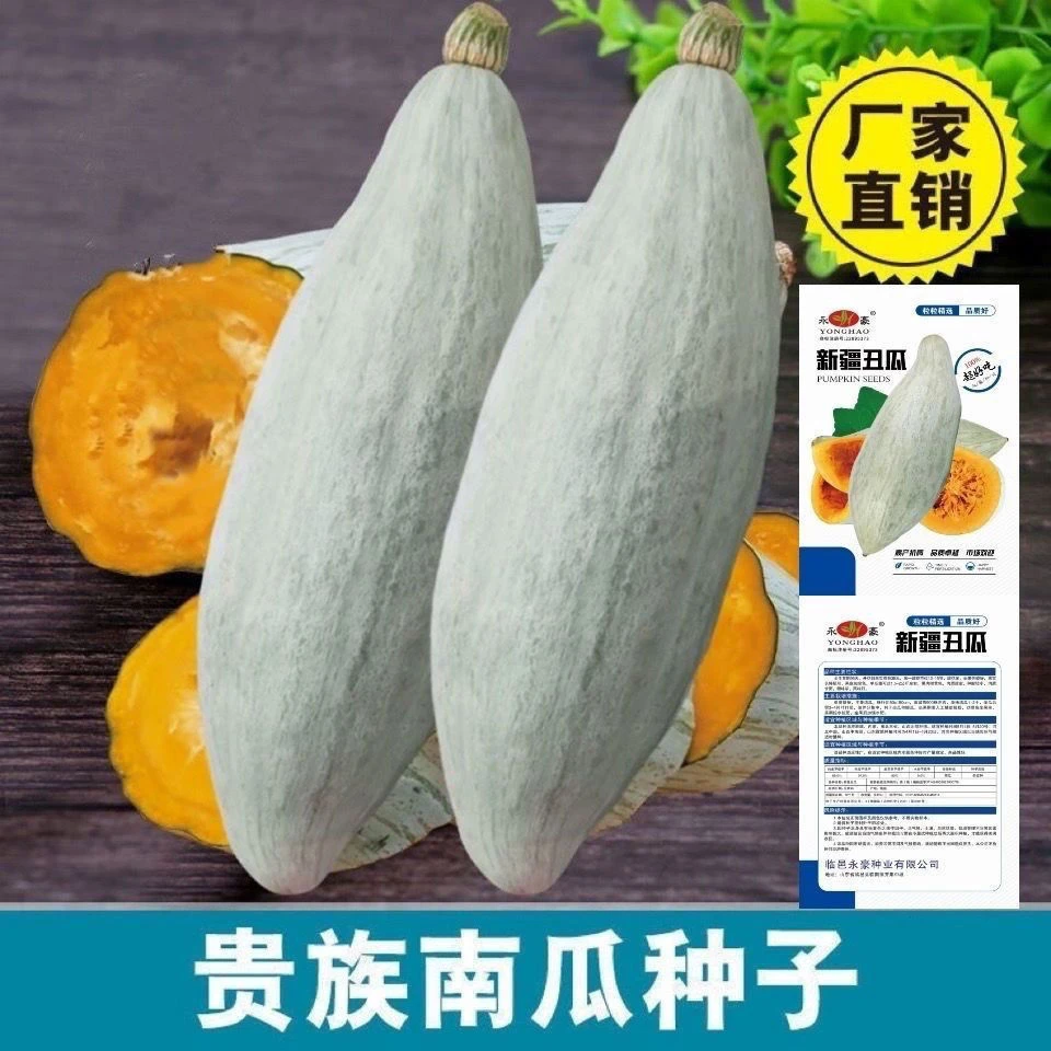 特甜粉糯贵族南瓜种子新品种金丝栗板栗贝贝南瓜籽四季种植种籽子