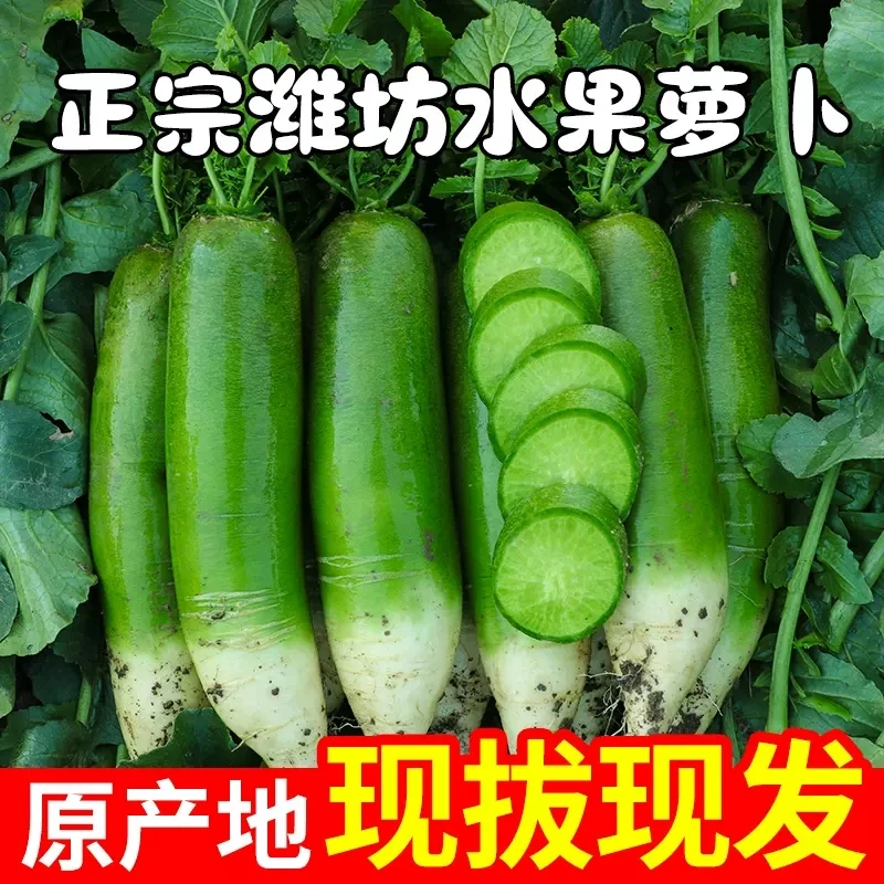 潍坊水果萝卜青萝卜清脆可口甘甜多汁新鲜现拔