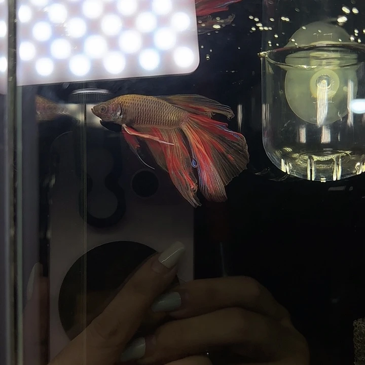 斗鱼003mg巨斗万兰达半月