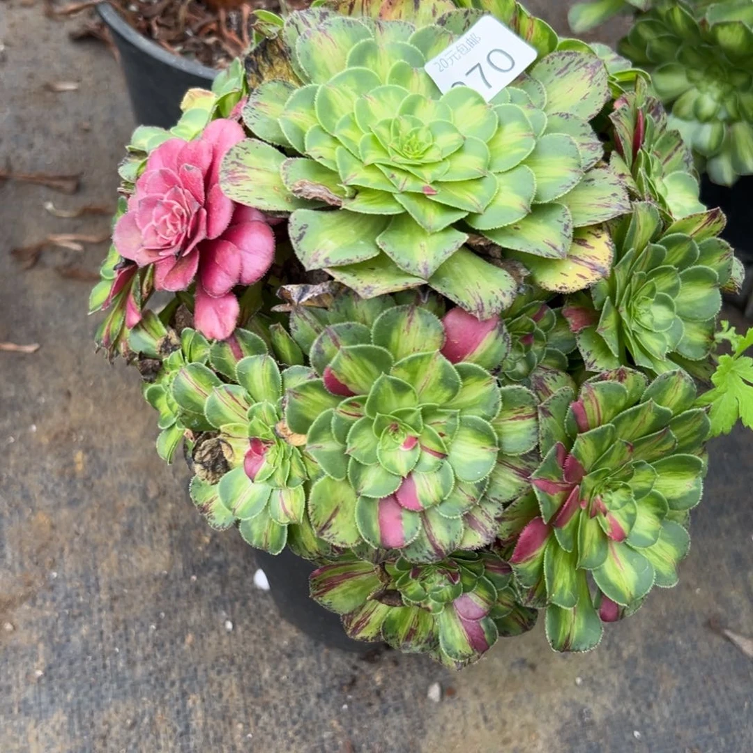 270知否多肉植物系