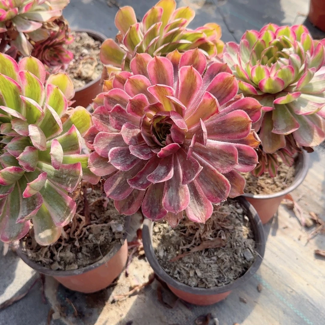 无花朵红铜超白特价