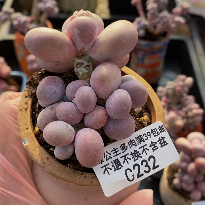 芭比奶洛5cm232多肉植物