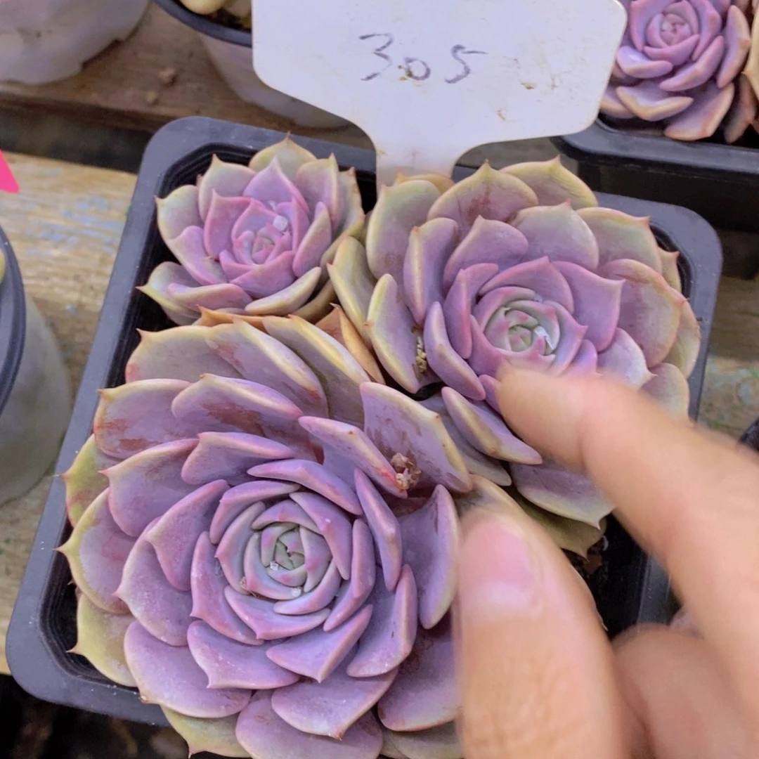 开心多肉,一物一拍,倒计时3天