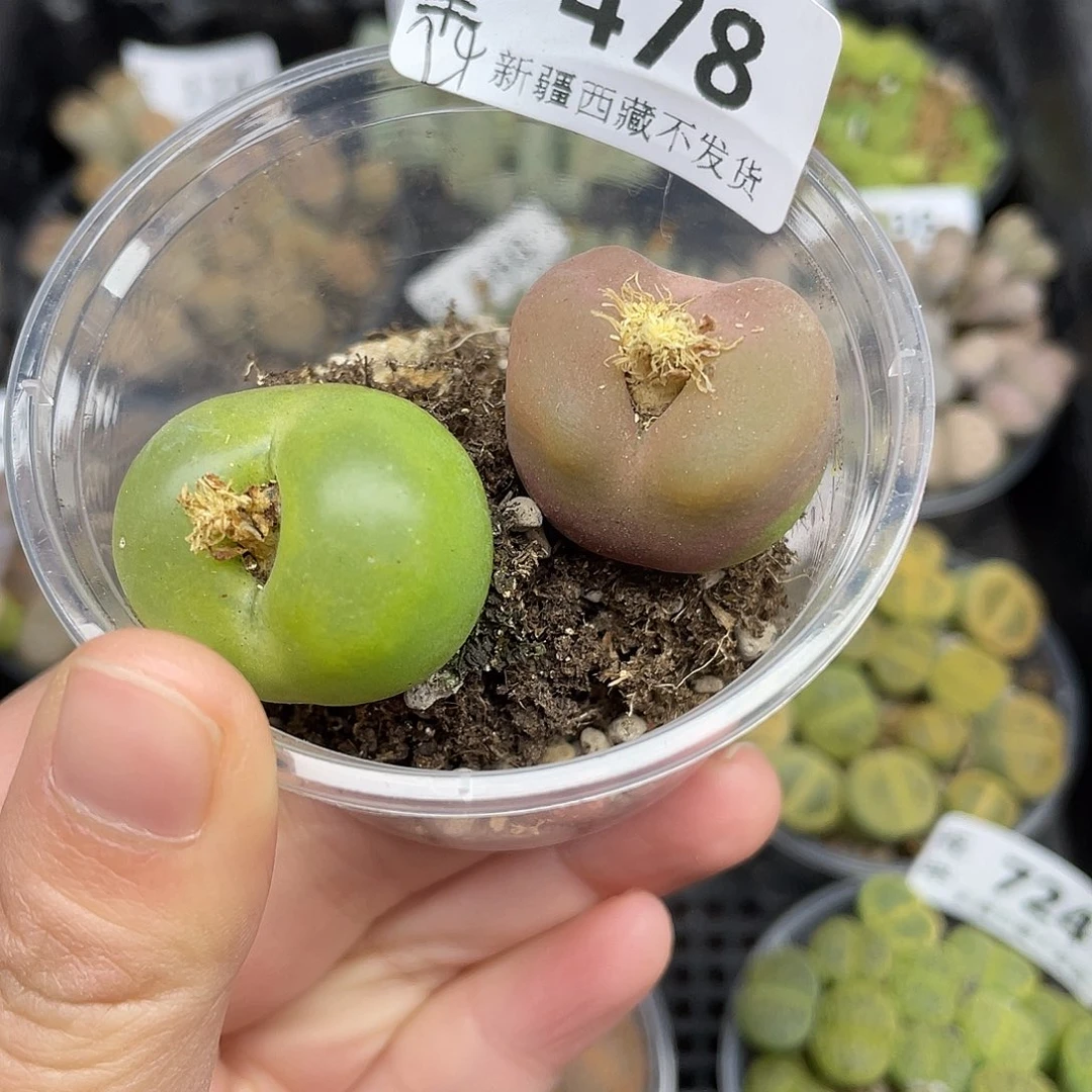 47800000花花花花花