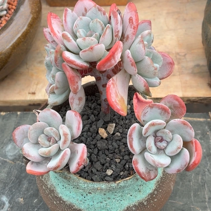 多肉植物 香橙一物一拍-4