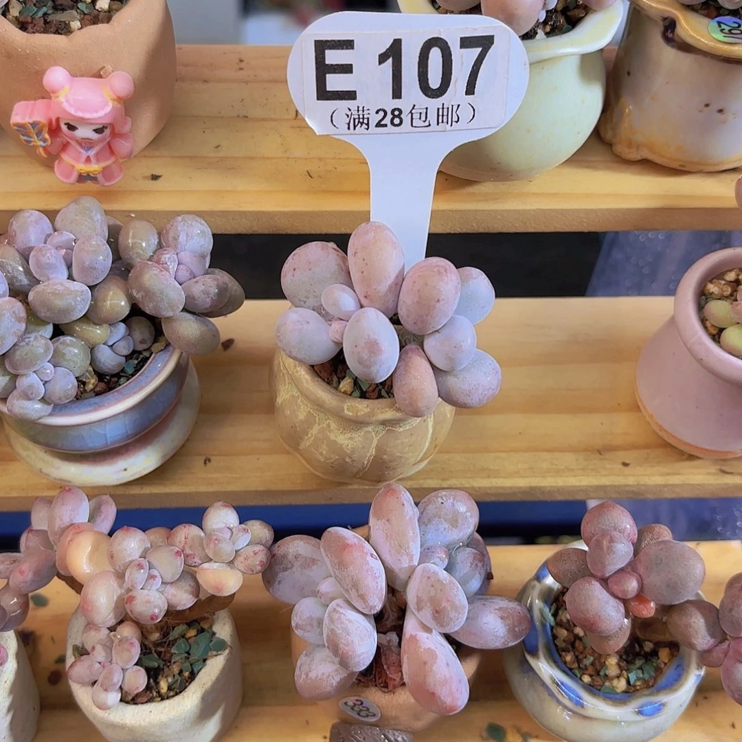 E107奶酪一物一拍