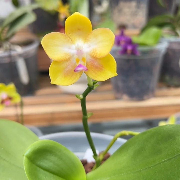 大部分花苞少量开放