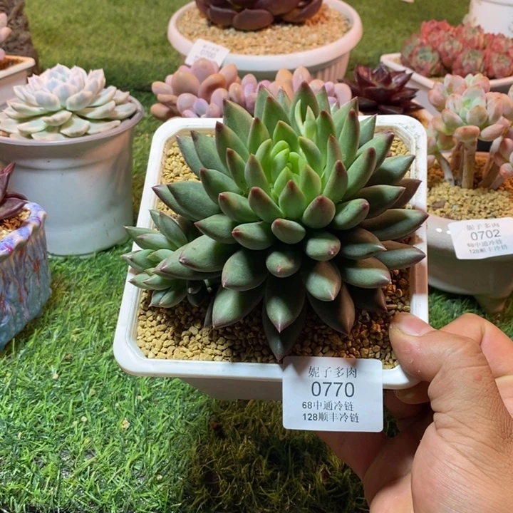 0770啊啊啊啊啊啊啊啊