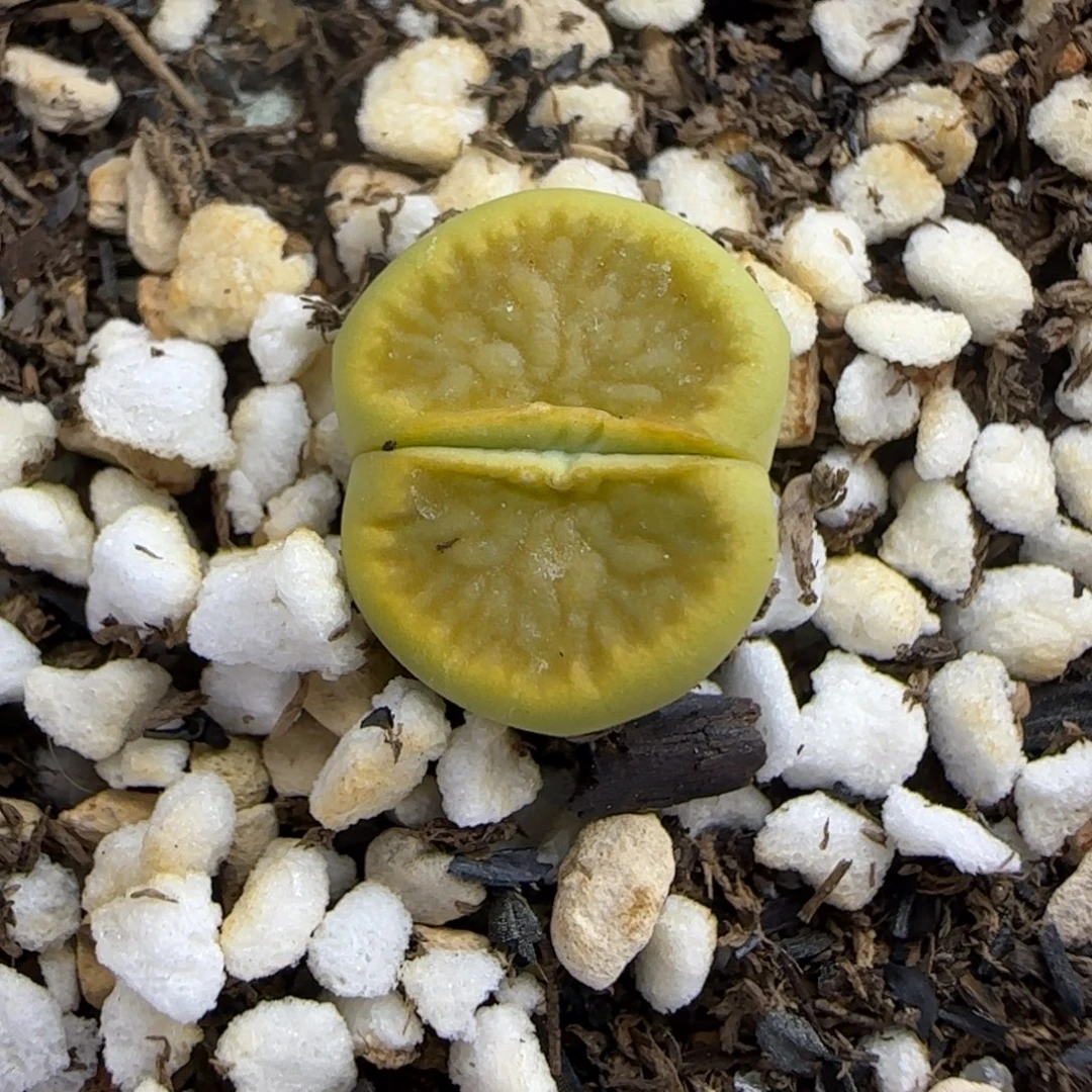 028 生石花大棚直播