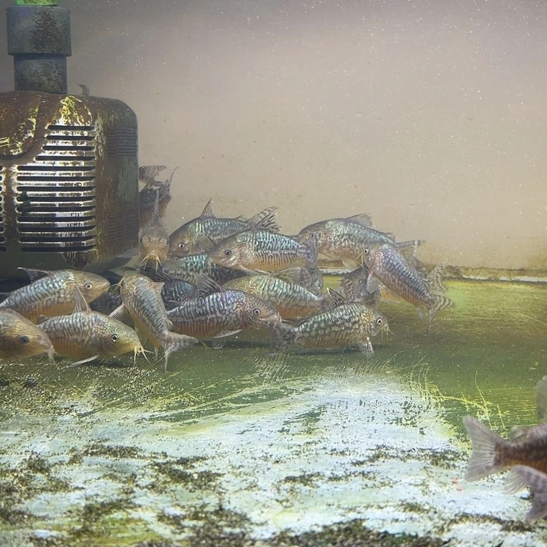 鼠鱼1只爆花葛衣 7-8cm不包邮 偏远别拍