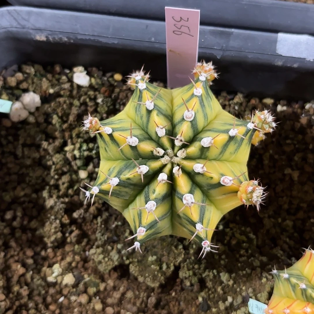 泰国米哈356-0220 多肉