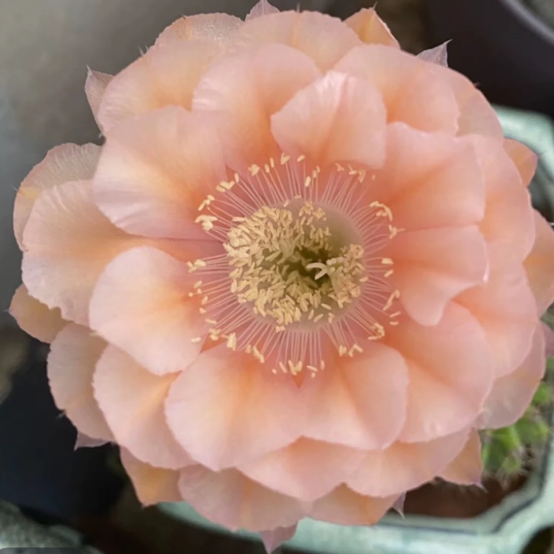 29号粉金彩草仙人球侧芽3公分左右