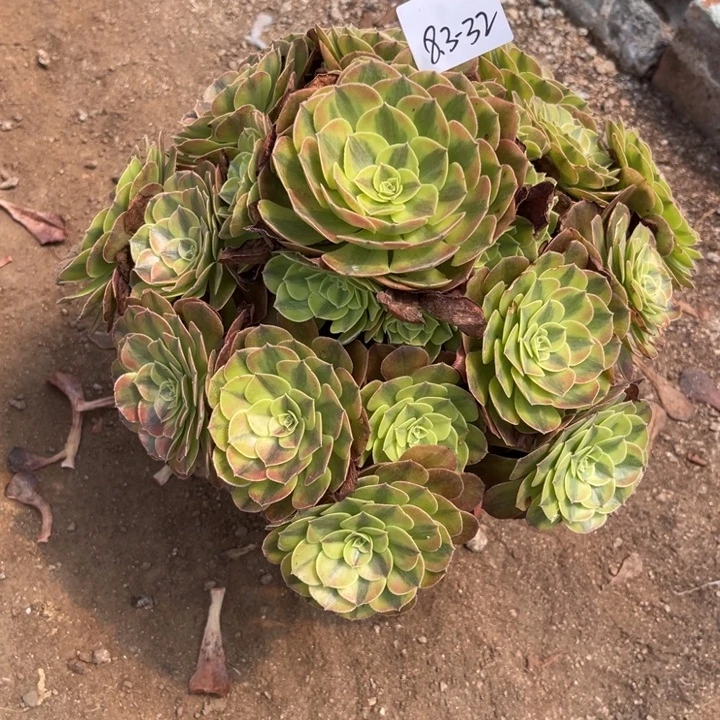 来***乖8-3-32雨荷法师锦寄养