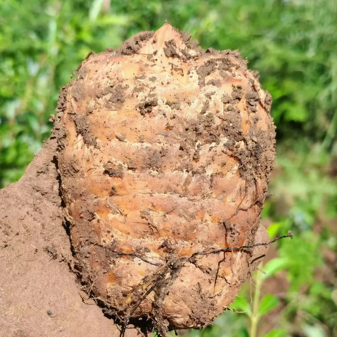 (3斤福利)云南昭通小草坝特产新鲜乌天麻 产地直发可煲汤泡酒炖肉
