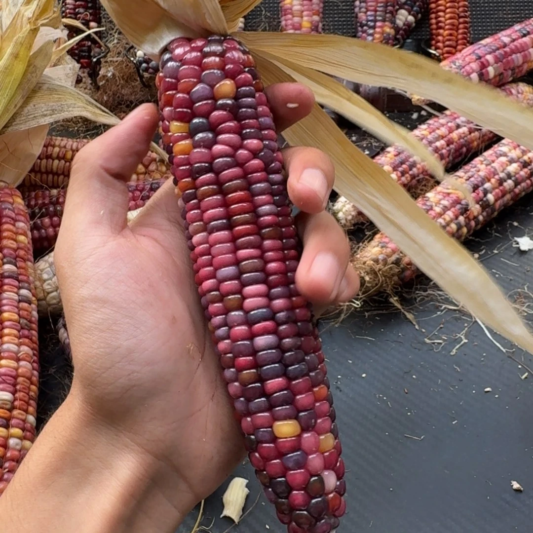 小***薇吊坠柏香籽/百香籽