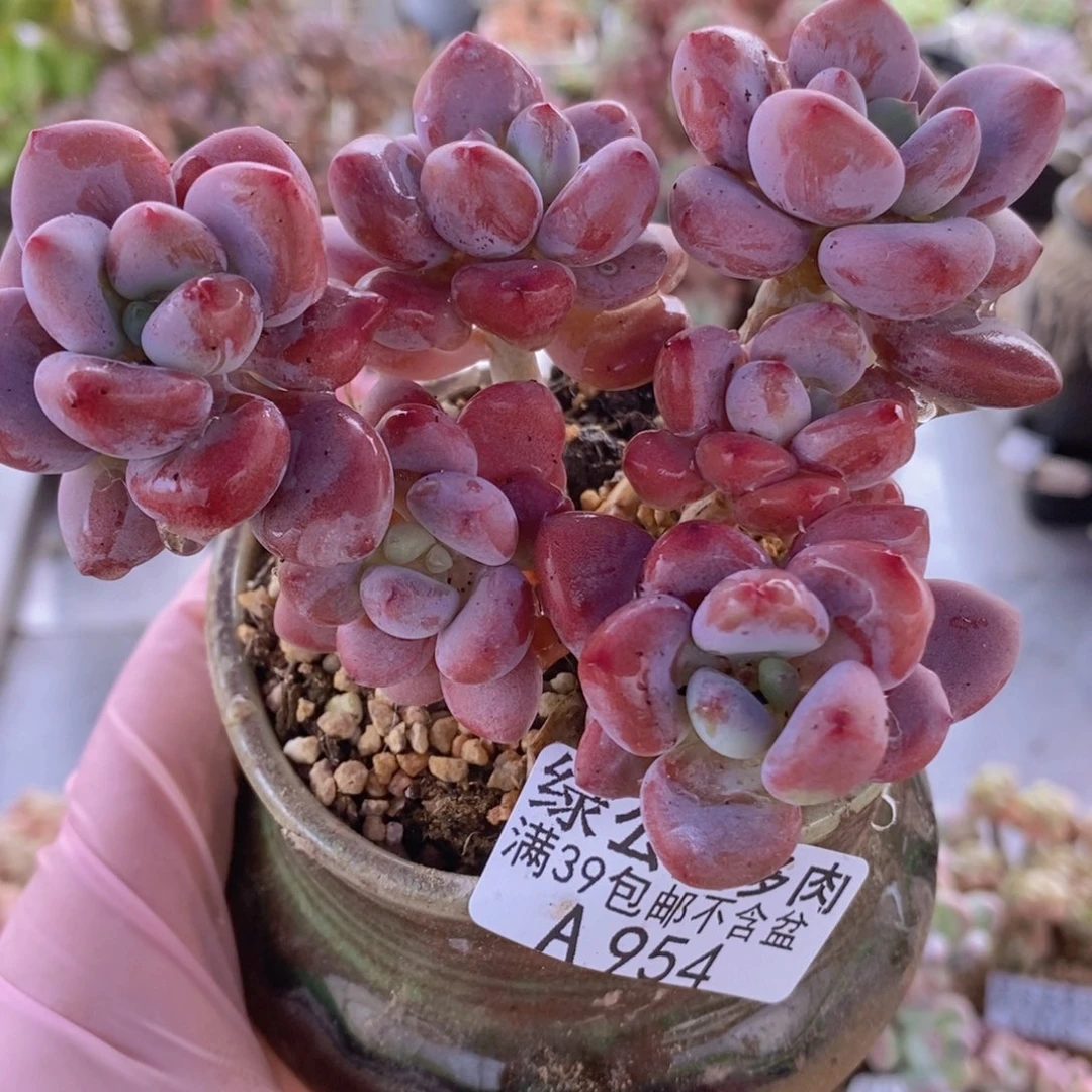 樱花洛神8cm954多肉植物