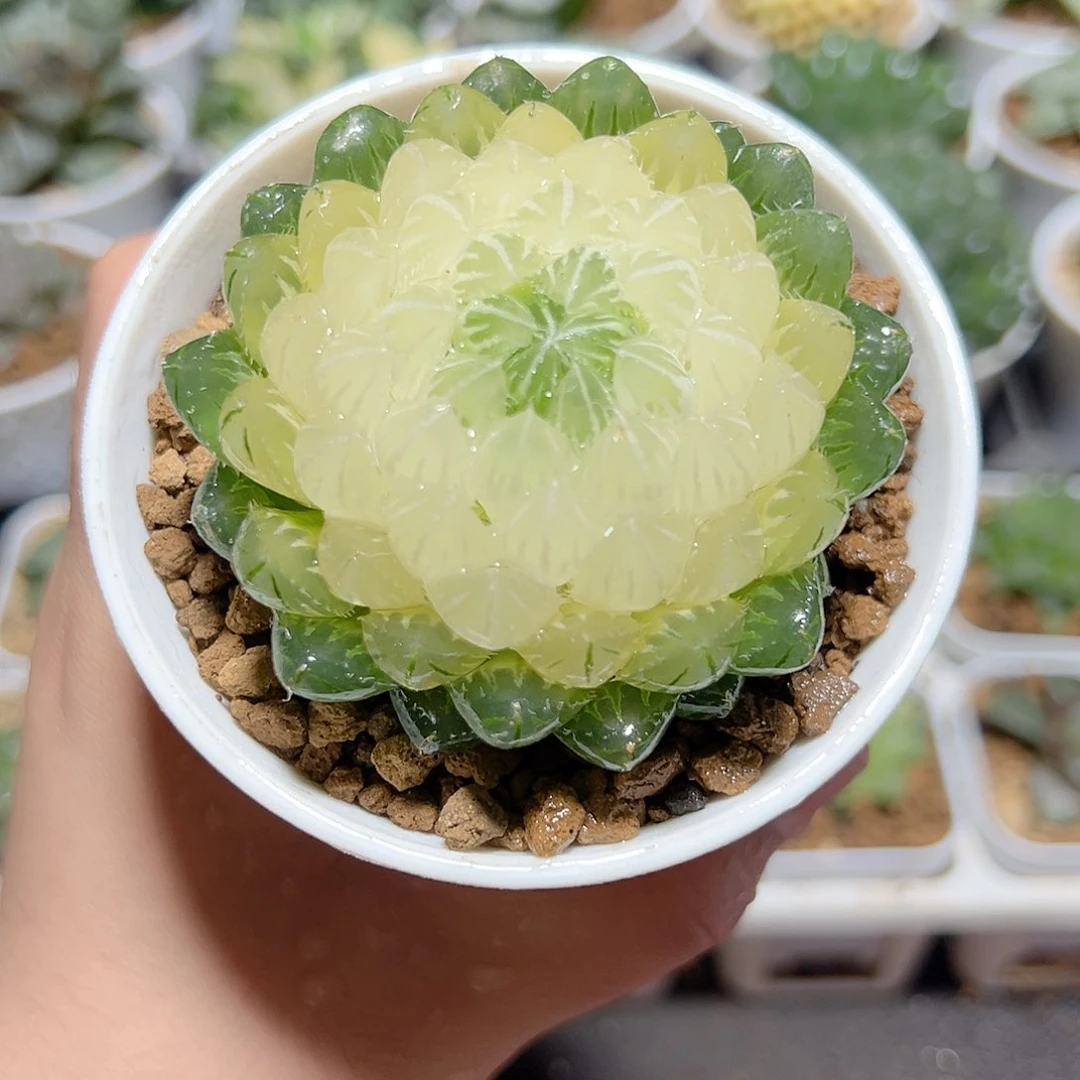 水晶宝莲灯原盆原土