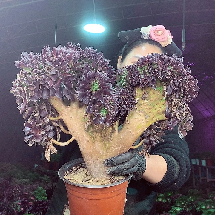 柒柒精品多肉脱土发货不包断侧枝S44