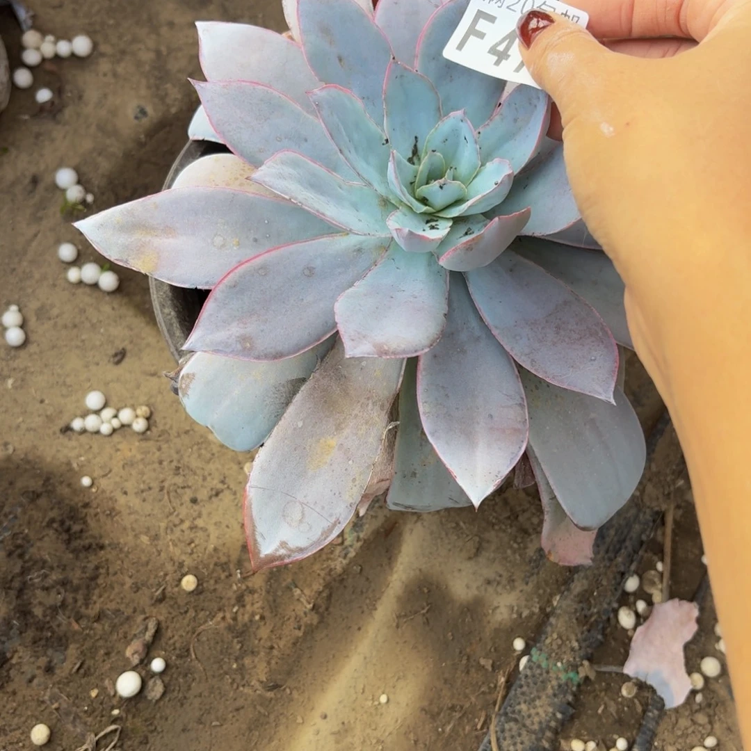 414多肉植物捧花的时候