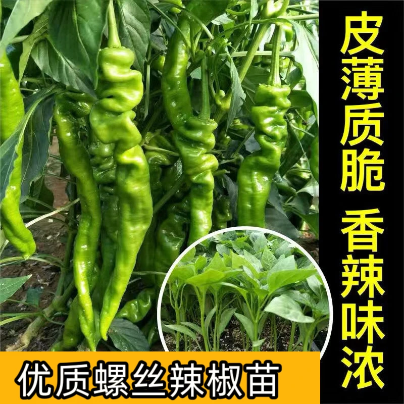 [香辣螺丝椒苗] 高产大果螺丝椒秧苗阳台室外四季盆栽