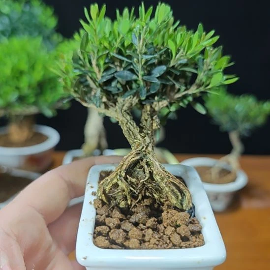 天***人无花朵黄杨盆景一颗包邮