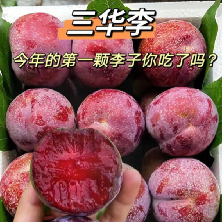 粉丝价～三华李1斤1份/李子（微酸，介意勿拍）