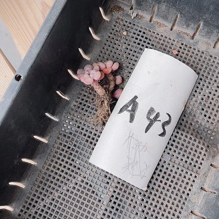 好***己43密密麻麻密密麻麻