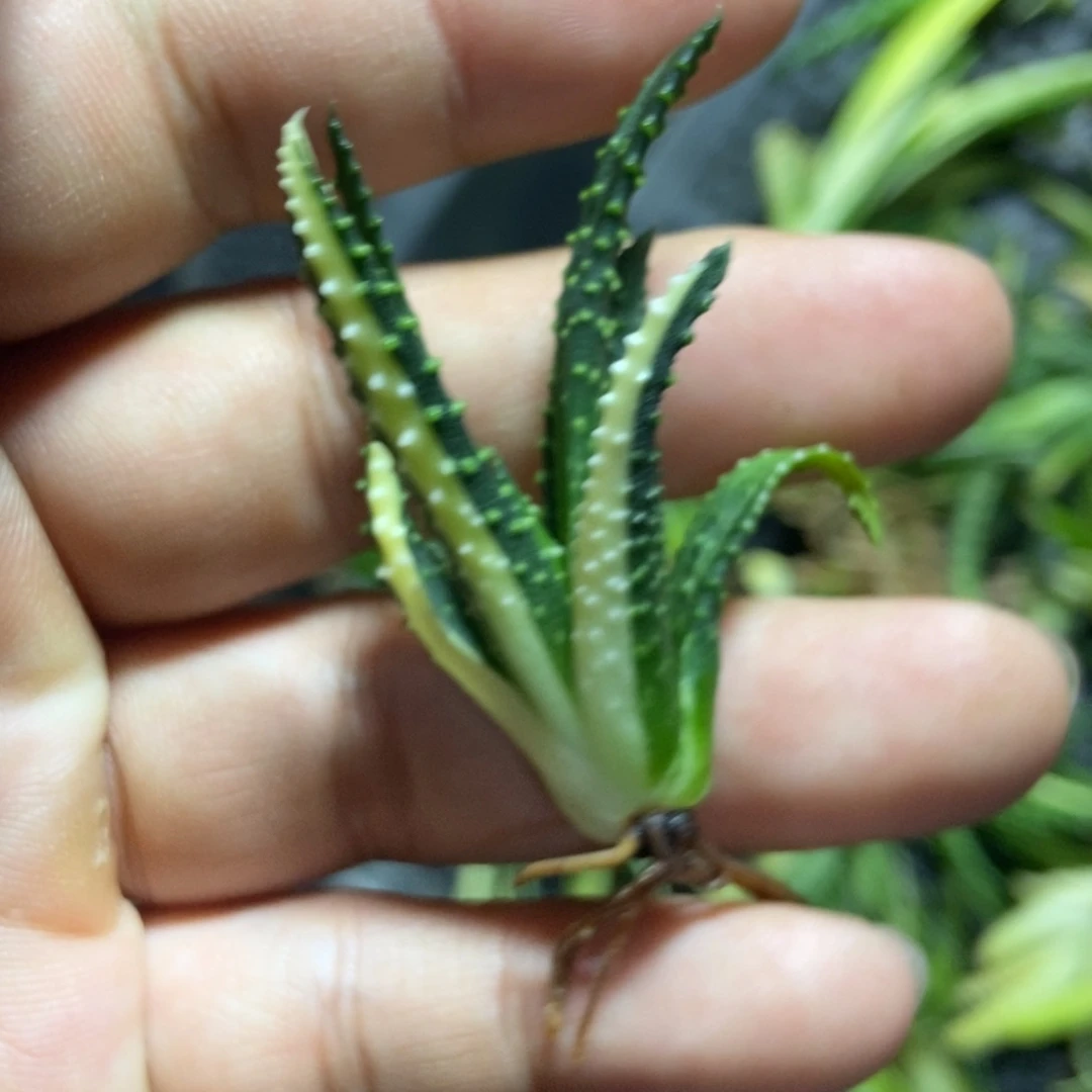 特价硬叶锦一物一拍